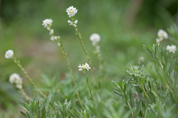 Berteroa incana is a species of flowering plant in the mustard family, Brassicaceae.