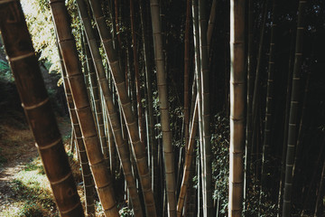 Bamboo forest and green meadow grass with natural light in blur style. Bamboo green leaves and bamboo tree with bokeh in nature forest. Nature pattern view of leaves on a blurred greenery background.