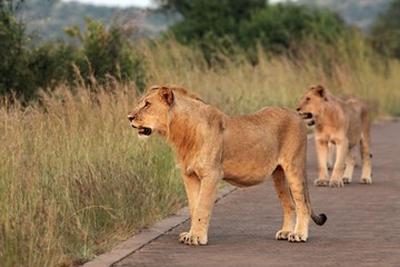 The lioness (Panthera leo) staying on the road in South Africa Safari.