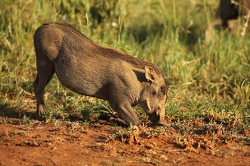The common warthog (Phacochoerus africanus) feeding on the green grass in evening sun.