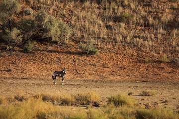 The gemsbok or gemsbuck (Oryx gazella) standing on the red sand dune with red sand and dry grass...