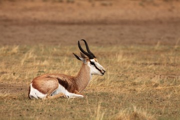 The young impala (Aepyceros melampus) male staying in the rad dry sand of Kalahari desert