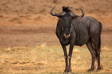 A blue wildebeest (Connochaetes taurinus) calmly stying on the Kalahari desert and loking for the predators.