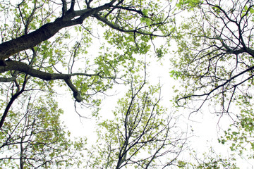 tree in spring