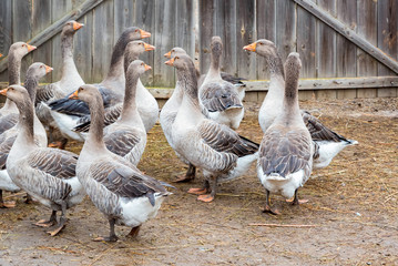Several domestic geese walking outside in backyard