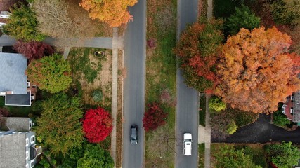 Suburban residential area with two lane road beneath alley of trees in colourful autumn foliage,...