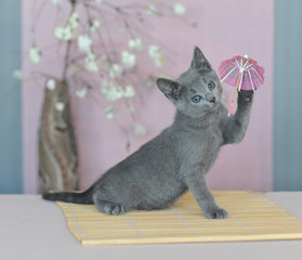 Seven habits of highly effective kittens: series funny photos of kittens. Kitten, skill six –...