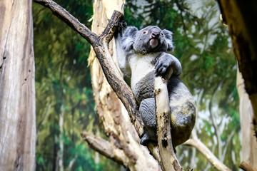 Koala bear on a tree in a zoo.