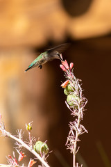 Humming Bird Feeding