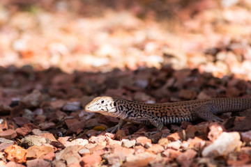 Desert Lizard