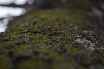 stream in forest