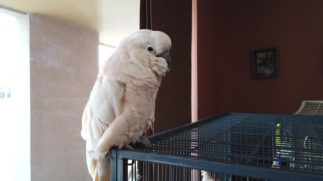 White Cockatoo Blinking And Perched On Cage