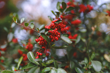 Obraz premium Red berries on a tree in a botanical garden. Summer mood, background of berries. Berry tree