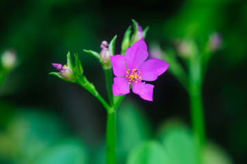 Close up Thai ginseng flower Which is completely bloomed