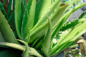 Planting herbs Aloe vera for family use