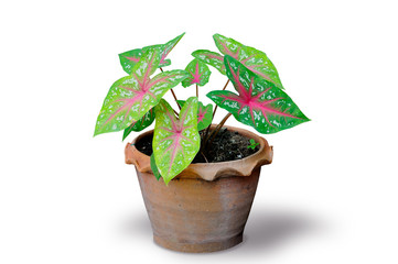 Beautiful Bonnie color planted in pots on white background