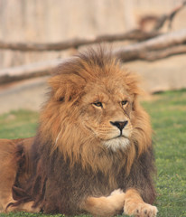 León sentado