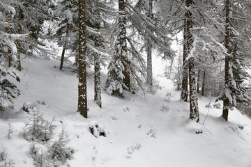 Snowy pine trees on a winter landscape