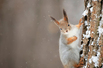 Fluffy winter squirrel on a tree trunk