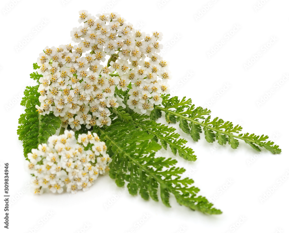 Wall mural Green leaves of yarrow.