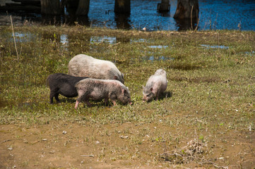 Pig farm. Pigs in field