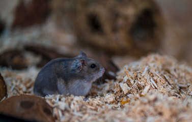 Hamster im Terrarium - Gehege - 