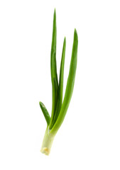 Fresh green onion stalk on a white background. A single fresh stalk of green onion showing leaf and root isolated on a white background