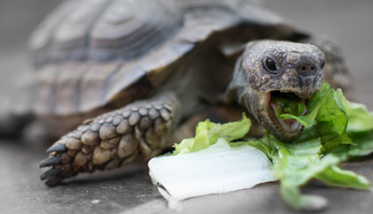 turtle eating lettuce