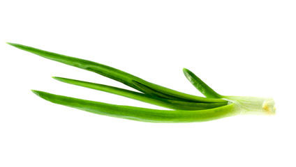 Fresh green onion stalk on a white background. A single fresh stalk of green onion showing leaf and root isolated on a white background