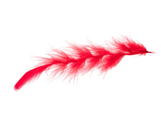 .red feathers on a white background