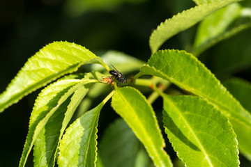 Fly perched among green leaves iwth a dark background