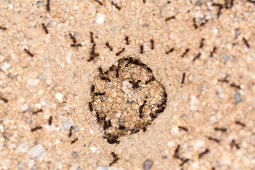Ants swarming a hole in the ground entrance to their nest