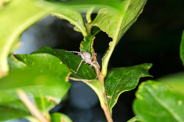 Large grey spider hides among green leaves waiting for prey