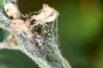 Dead dessicated fly corpse trapped in a spider web on a rose bush
