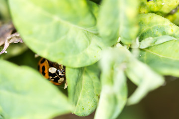 Lady bug hides among green leaves in a bush