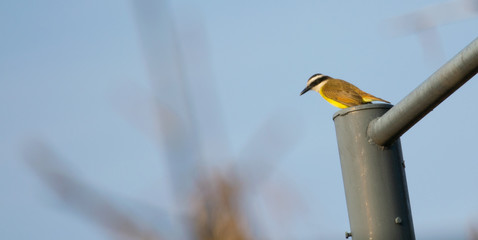 bird of the species Pitangus sulphuratus