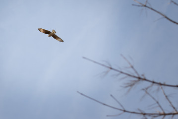 flying carancho bird