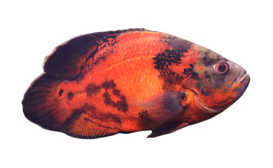 Beautiful bright oscar fish on white background
