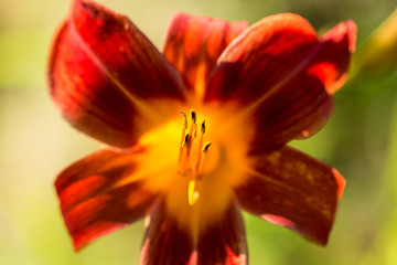 Red and orange yelllow large flower with a green background