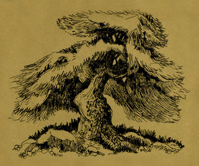 Eastern coniferous bonsai. Ink drawing.