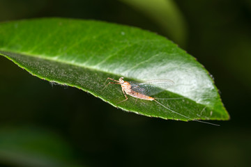 May fly rests on a green leaf with a dark background