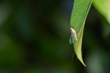 May fly rests on a green leaf with a dark background