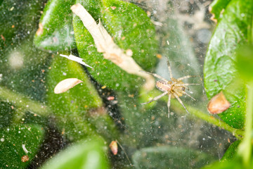 Yellow and black spider on a web inside a green bush