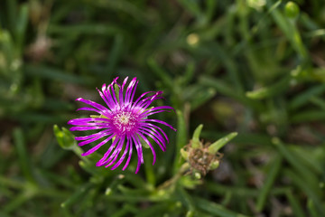 Vivid purple flower bloom against a green background