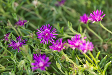 Vivid purple flower blooms against a green background