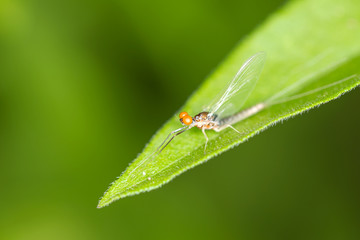 Small flying bug with large orange eyes on a green leaf against a blurred green background
