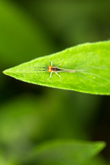 Small flying bug with large orange eyes on a green leaf against a blurred green background