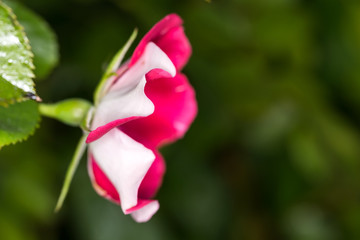 Side view of a pink rose bud fully opened to the sun
