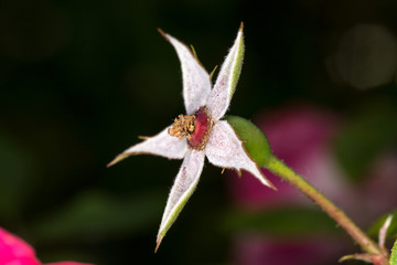 Leftover parts of a rose that the petals have fallen off of