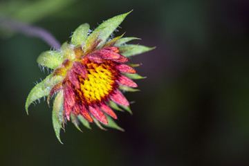 Red sun blanket flower blooming against a dark background